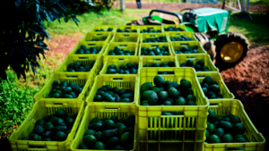 aguacate_michoacan_afp.png_554688468