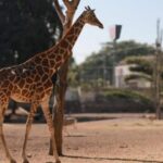 Reportan la desaparición de una de las dos jirafas del Zoológico de Culiacán