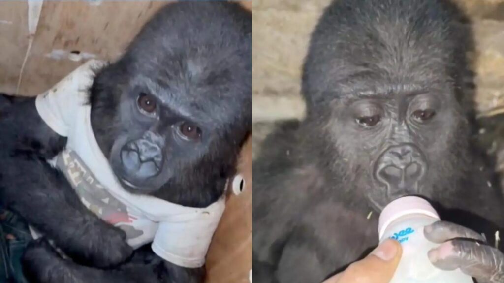 WhatsApp Image 2024-12-30 at 09.32.00