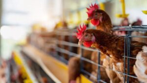 WhatsApp Image 2025-04-05 at 11.47.13