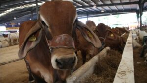 WhatsApp Image 2025-05-13 at 08.47.20