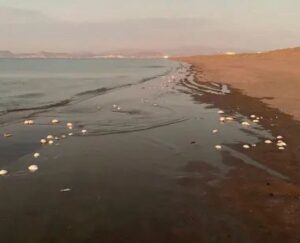 WhatsApp Image 2025-06-29 at 11.59.17