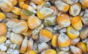 WhatsApp Image 2025-07-21 at 09.40.08