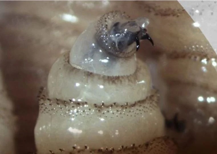 WhatsApp Image 2025-12-26 at 10.48.07