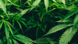 WhatsApp Image 2026-02-05 at 11.04.05